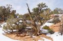 Canyonlands26012010 (175)